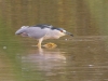 Black-crowned Night Heron