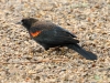 Red-winged Blackbird