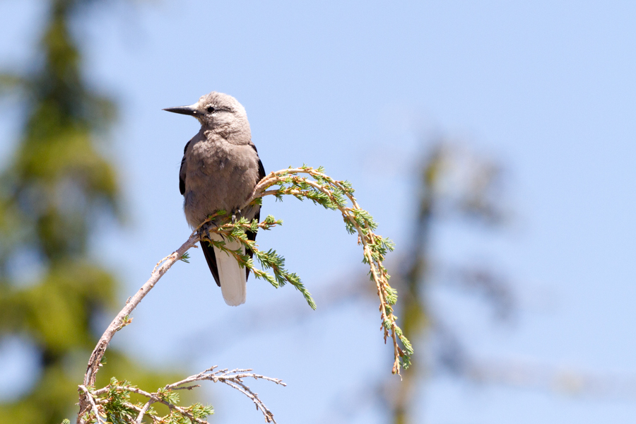 Clark\'s Nutcracker