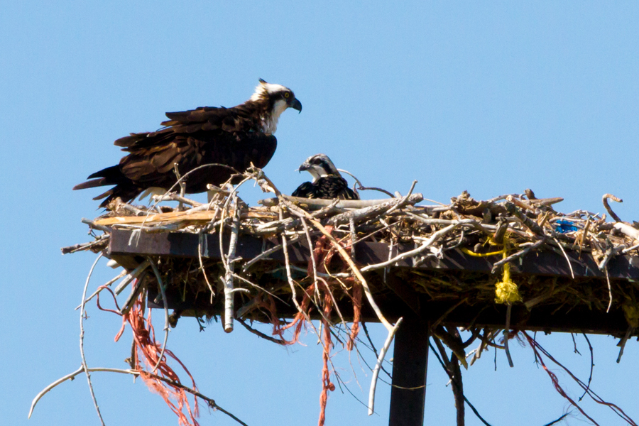 Osprey