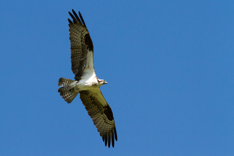 Osprey