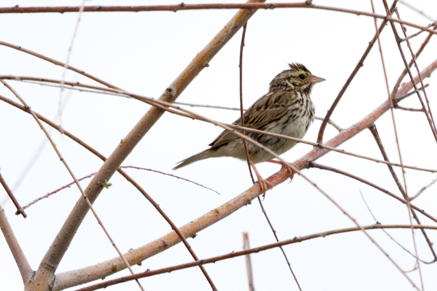 Savannah Sparrow