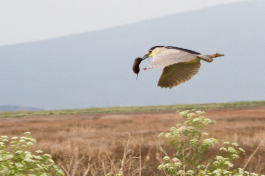 Black-crowned Night Heron