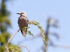 Clark's Nutcracker