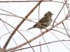 Savannah Sparrow