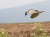 Black-crowned Night Heron