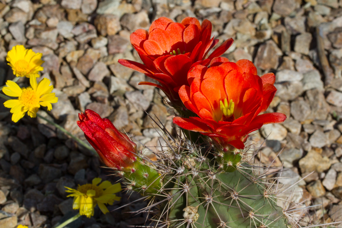 Cactus Flower