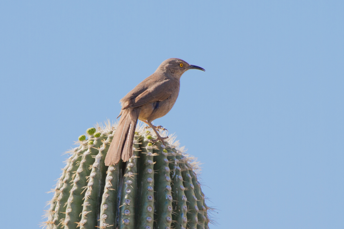 Curve-billed Thrasher