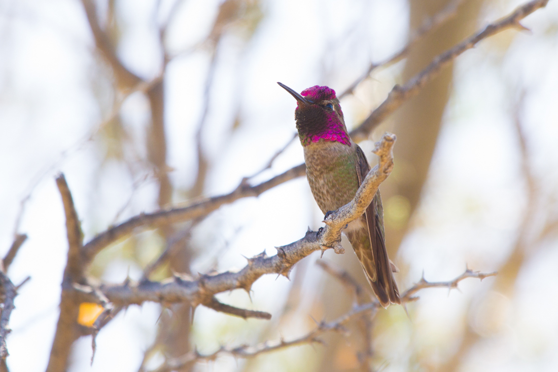 Anna\'s Hummingbird