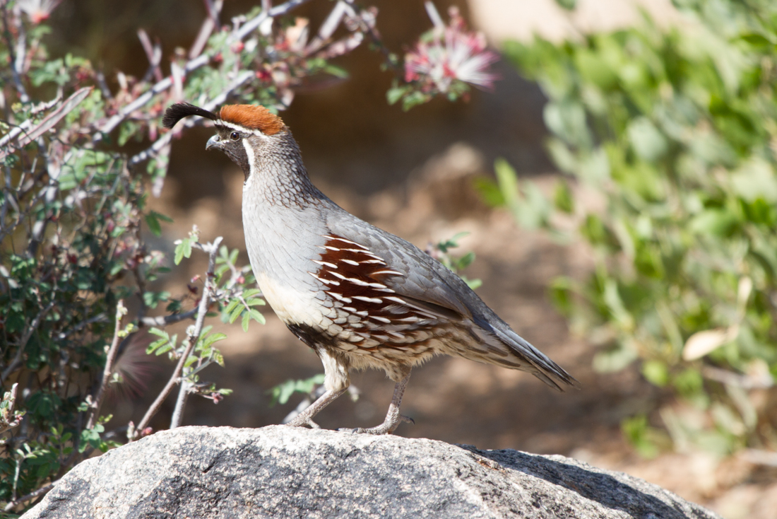 Gambel\'s Quail