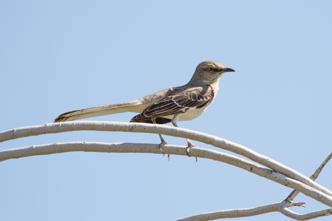 Northern Mockingbird