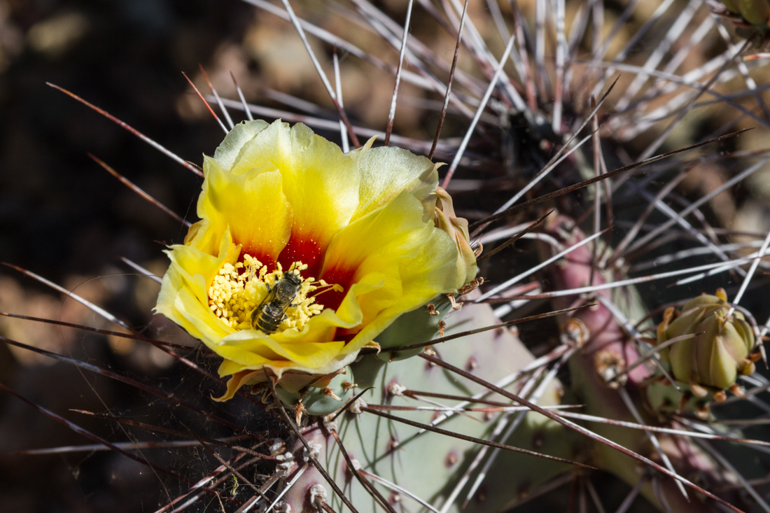 Cactus Flower