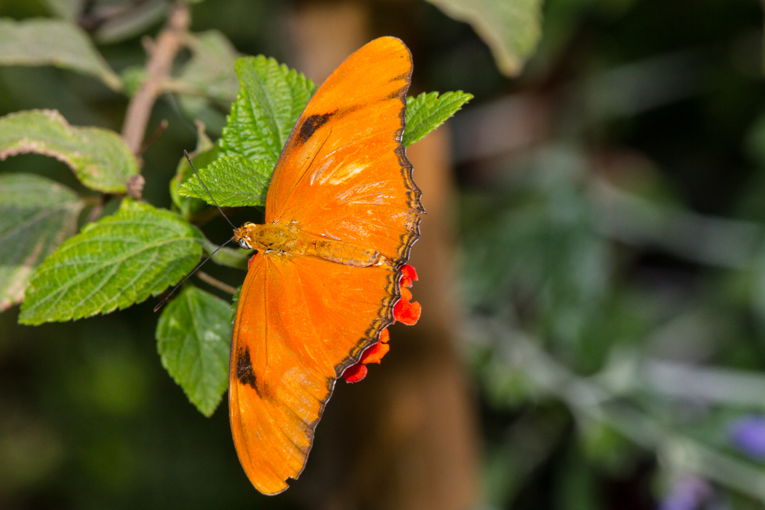 Julia Butterfly