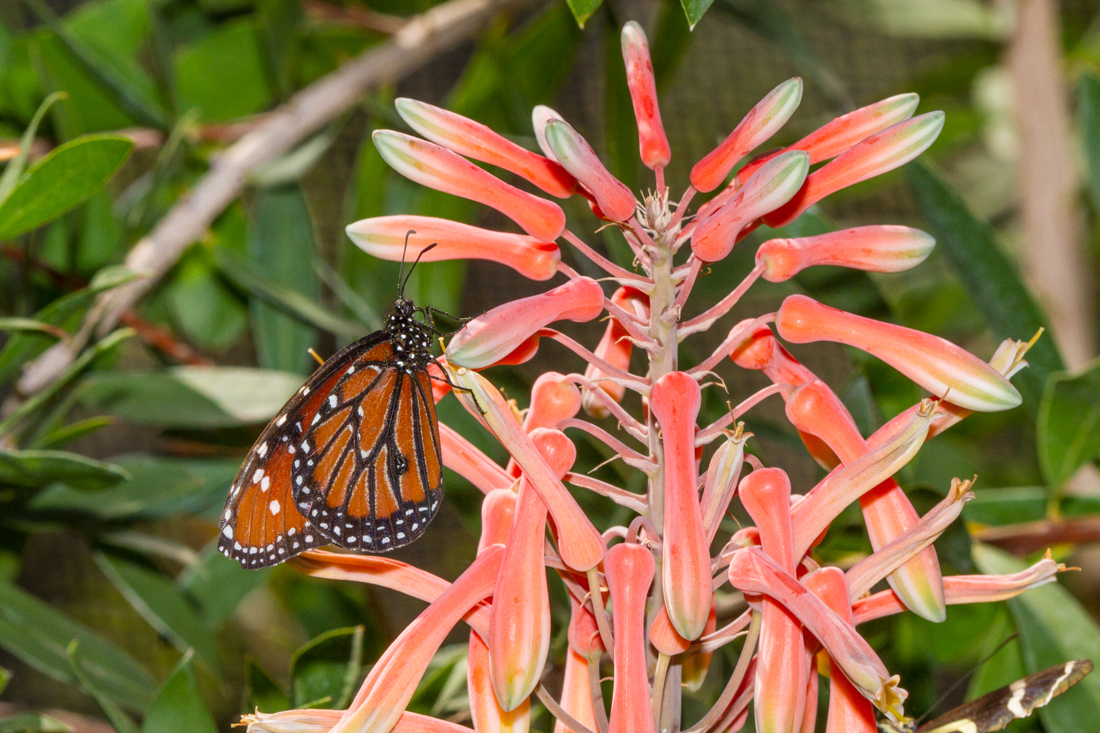 Queen Butterfly