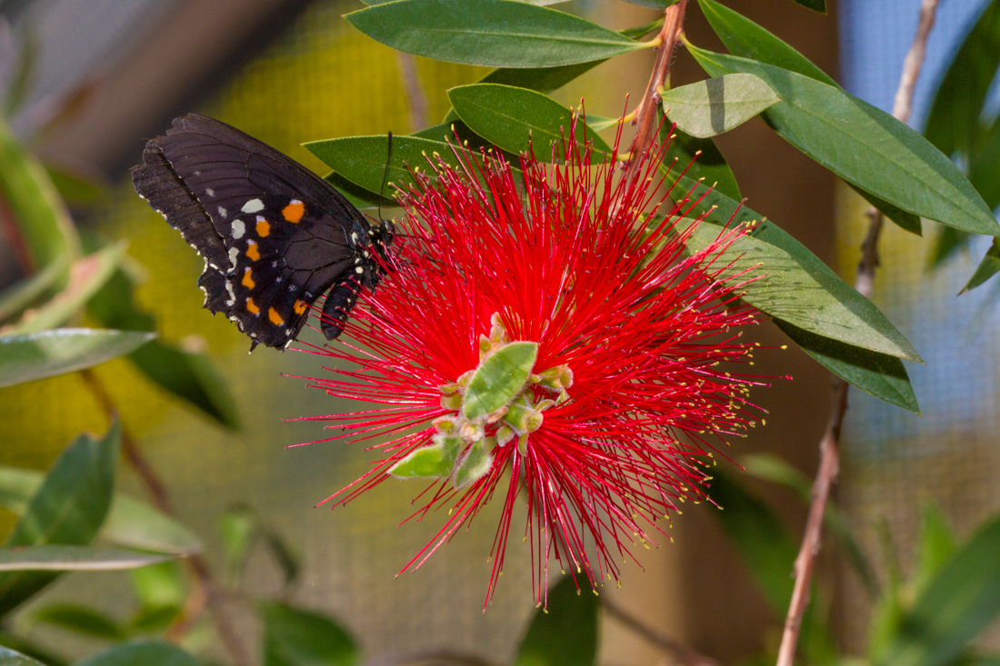 Pipevine Swallowtail