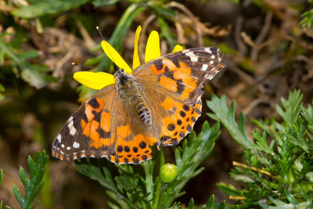 Painted Lady Butterfly