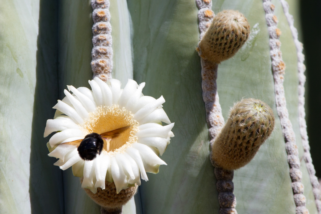 Suaguro Flower