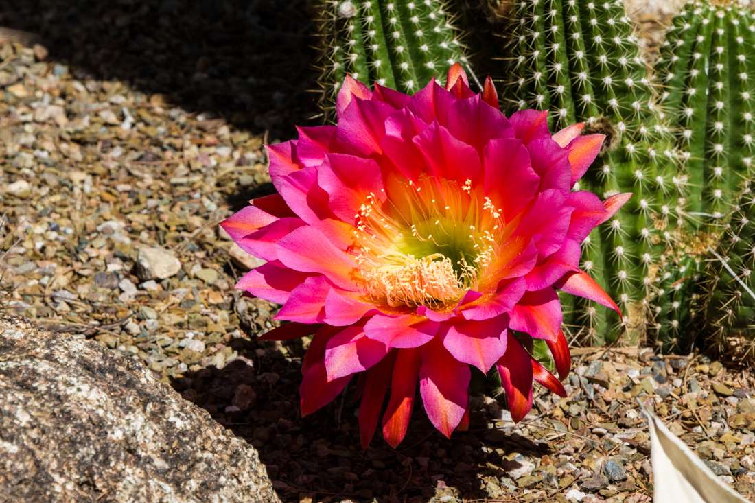 Hedgehog Cactus Flower