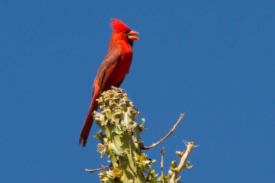 Northern Cardinal