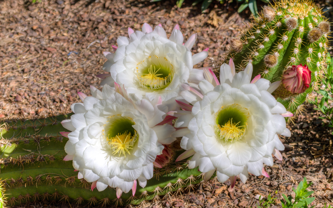 Cactus Flower