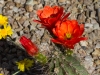 Cactus Flower