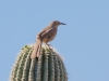 Curve-billed Thrasher