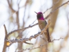 Anna's Hummingbird