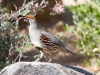 Gambel's Quail