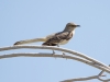 Northern Mockingbird