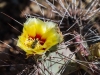 Cactus Flower