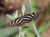 Zebra Longwing Butterfly