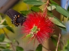 Pipevine Swallowtail