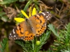 Painted Lady Butterfly