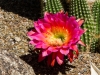 Hedgehog Cactus Flower