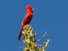 Northern Cardinal