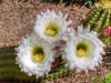 Cactus Flower