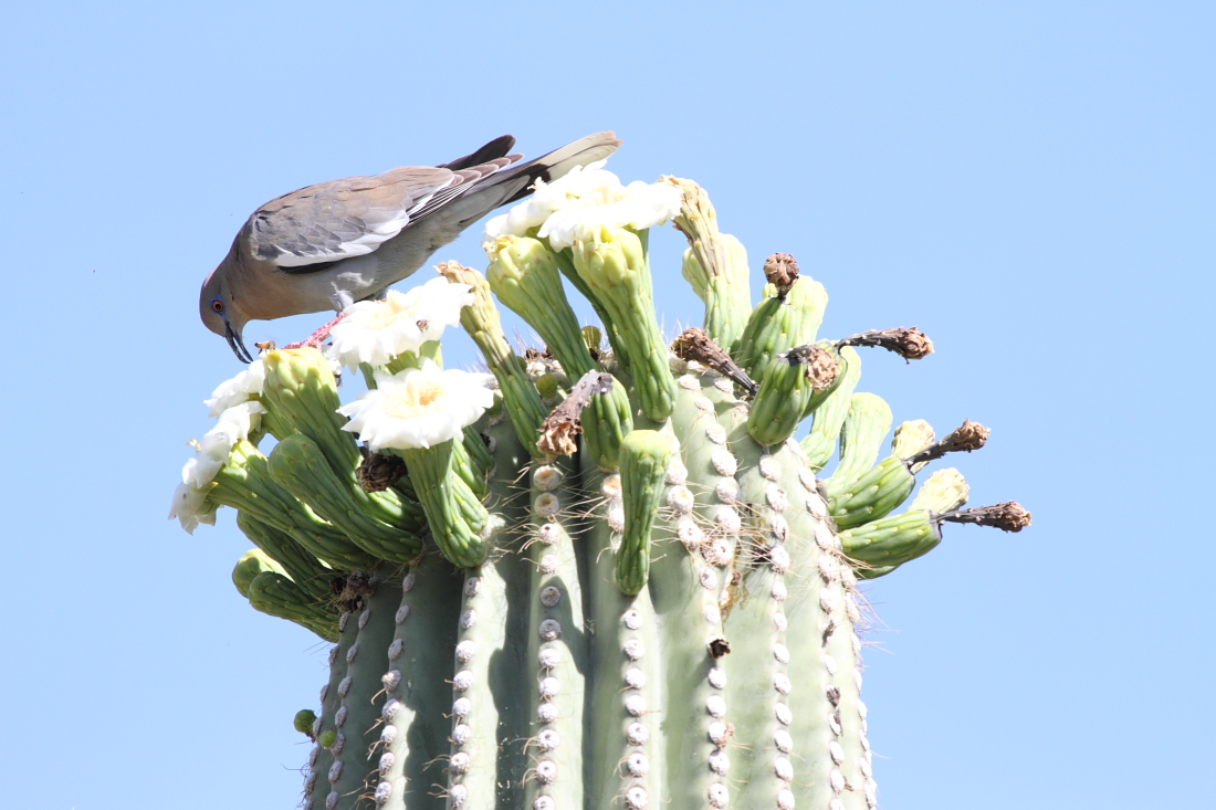 White-winged Dove