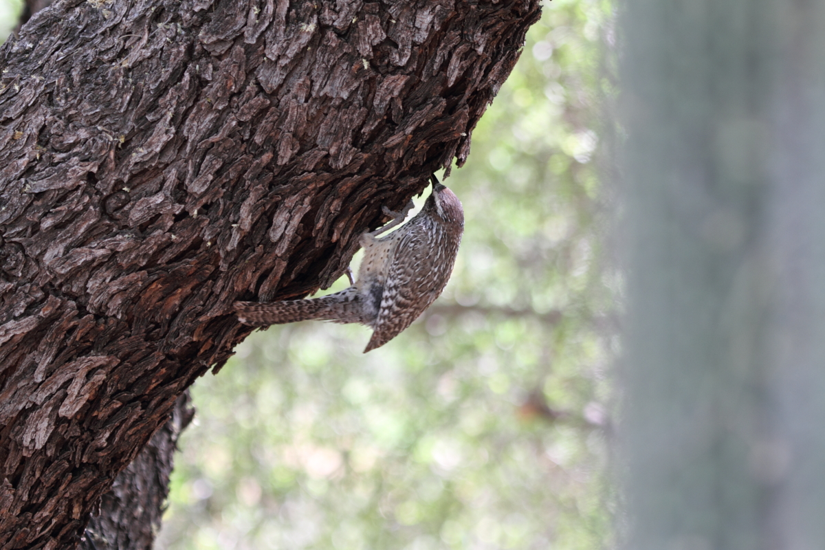 Cactus Wren