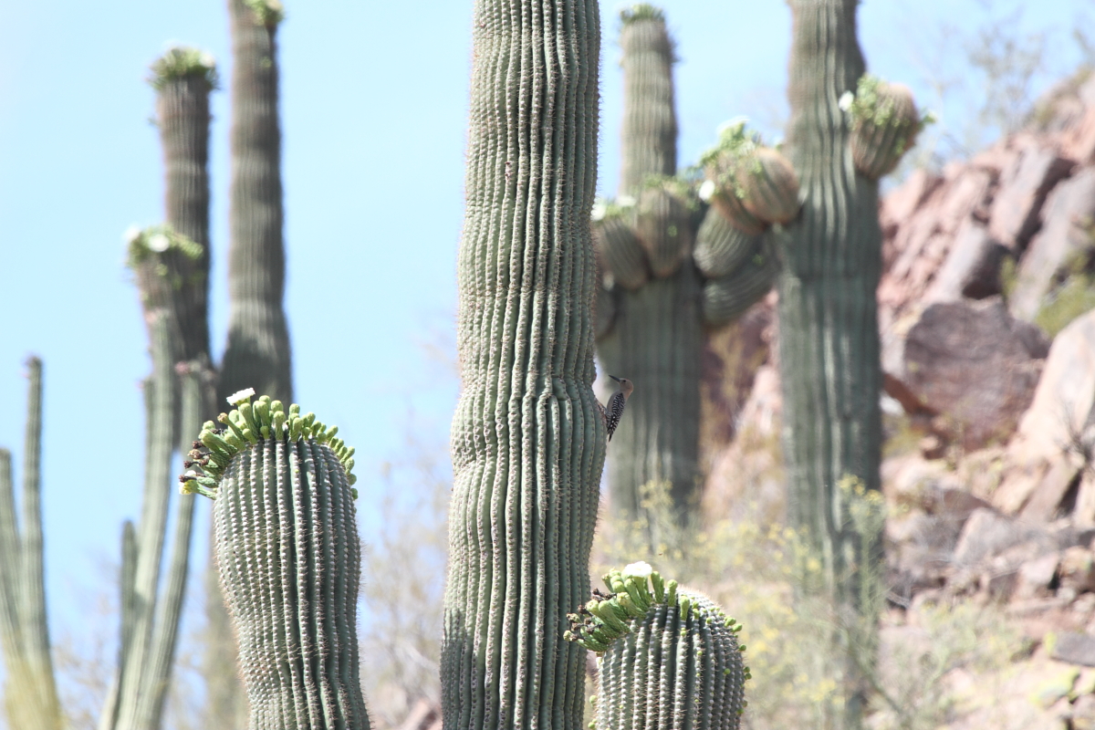 Gila Woodpecker