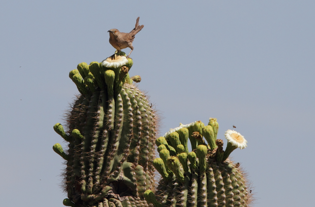 Curve Billed Thrasher