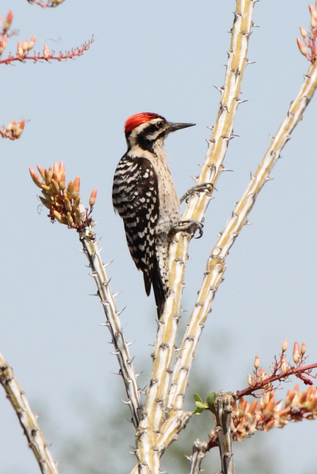 Ladder-backed