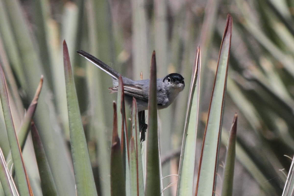 Black-tailed Gnatcatcher