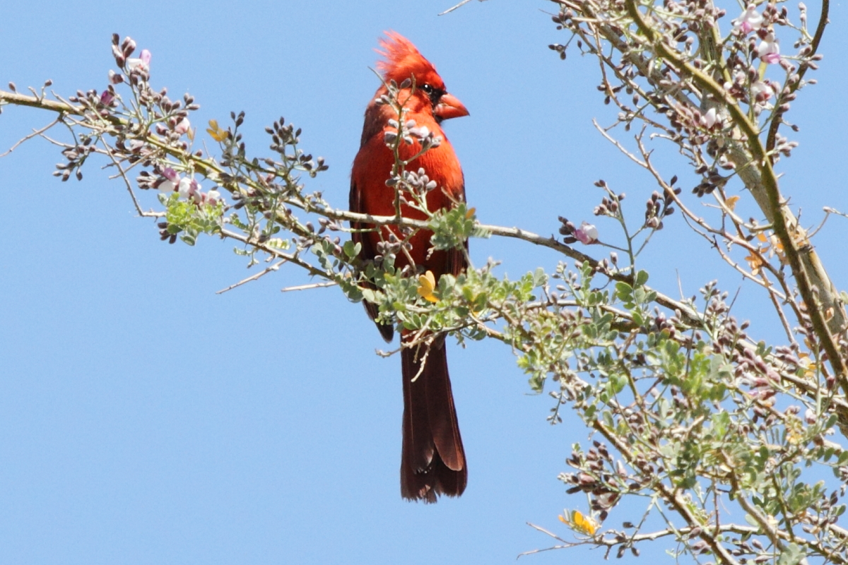 Northern Cardinal