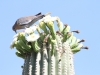 White-winged Dove