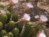 img_2910_desertbotgard_2012_05