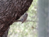 Cactus Wren