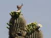 Curve Billed Thrasher