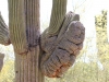 img_2970_desertbotgard_2012_05