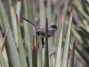 Black-tailed Gnatcatcher
