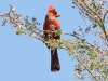 Northern Cardinal